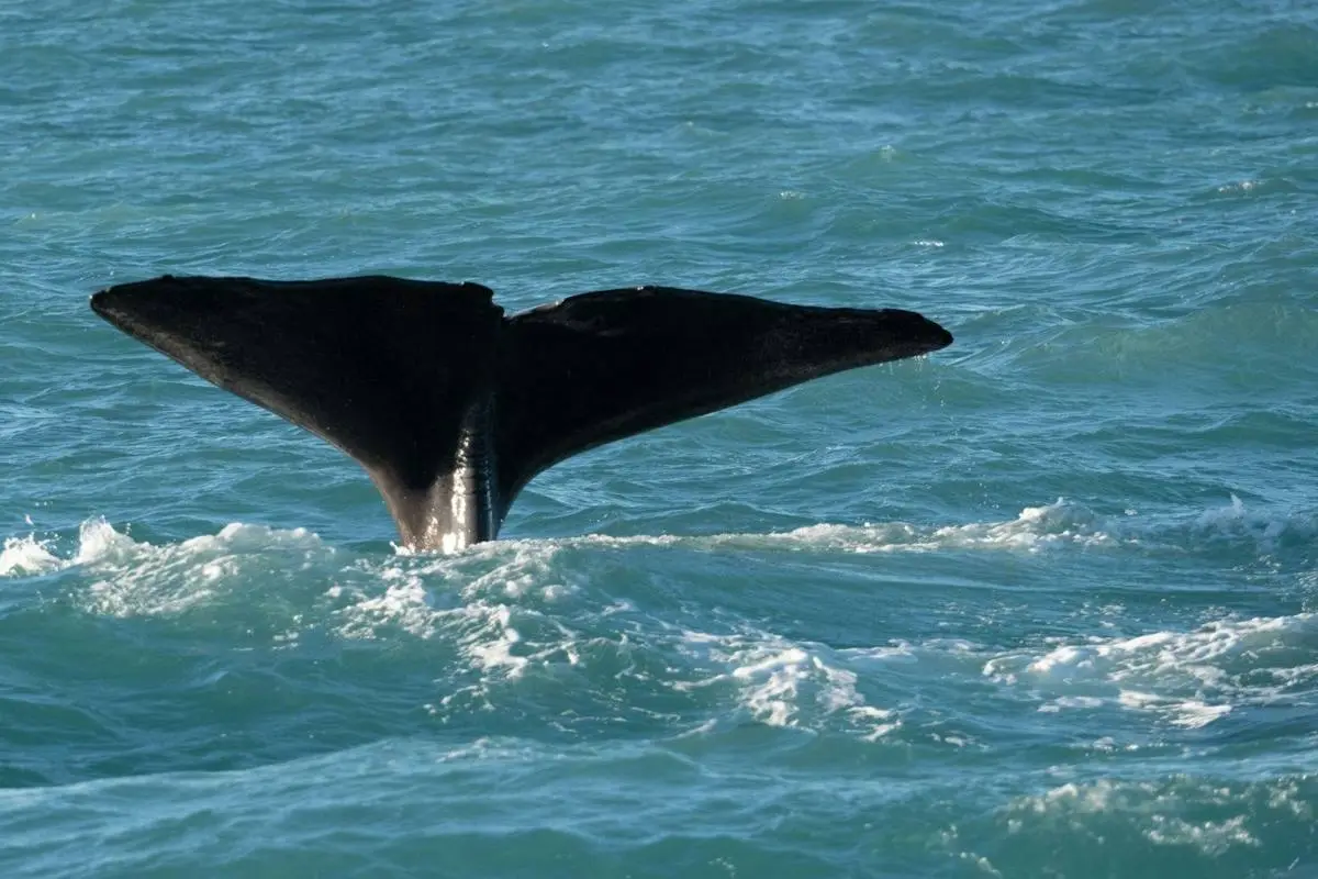 Sperm whale fluke rising as it starts a deep dive