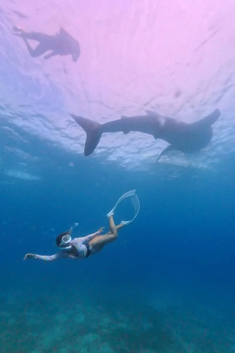 Rocío freediving near a whale shark, keeping a respectful distance