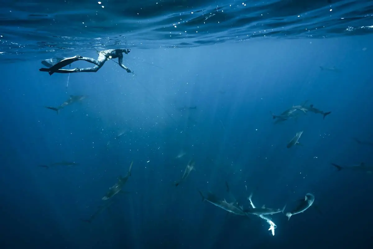 A snorkeller above a school of mobula rays