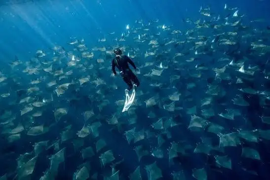 A freediver in the middle of a huge school of Munk’s devil rays in the Sea of Cortez
