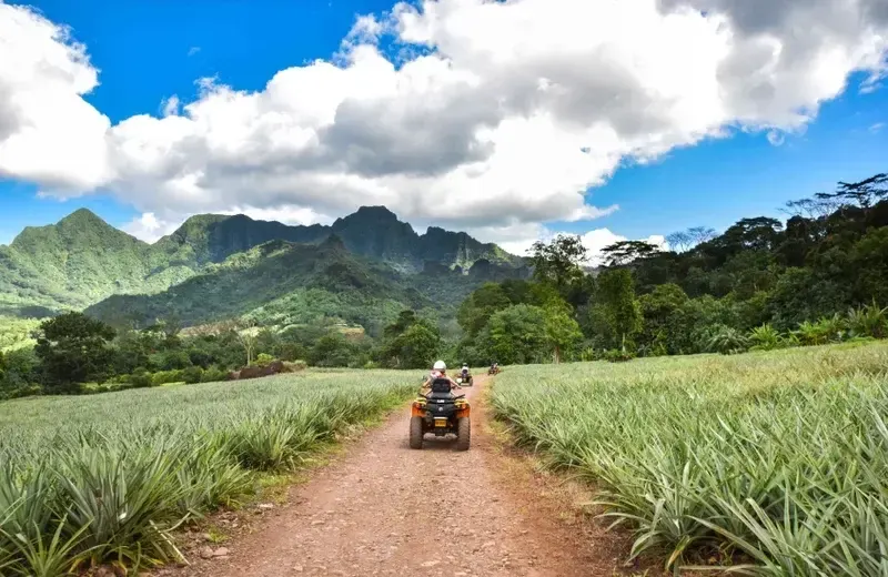 A 4x4 track through pineapple fields below the mountains