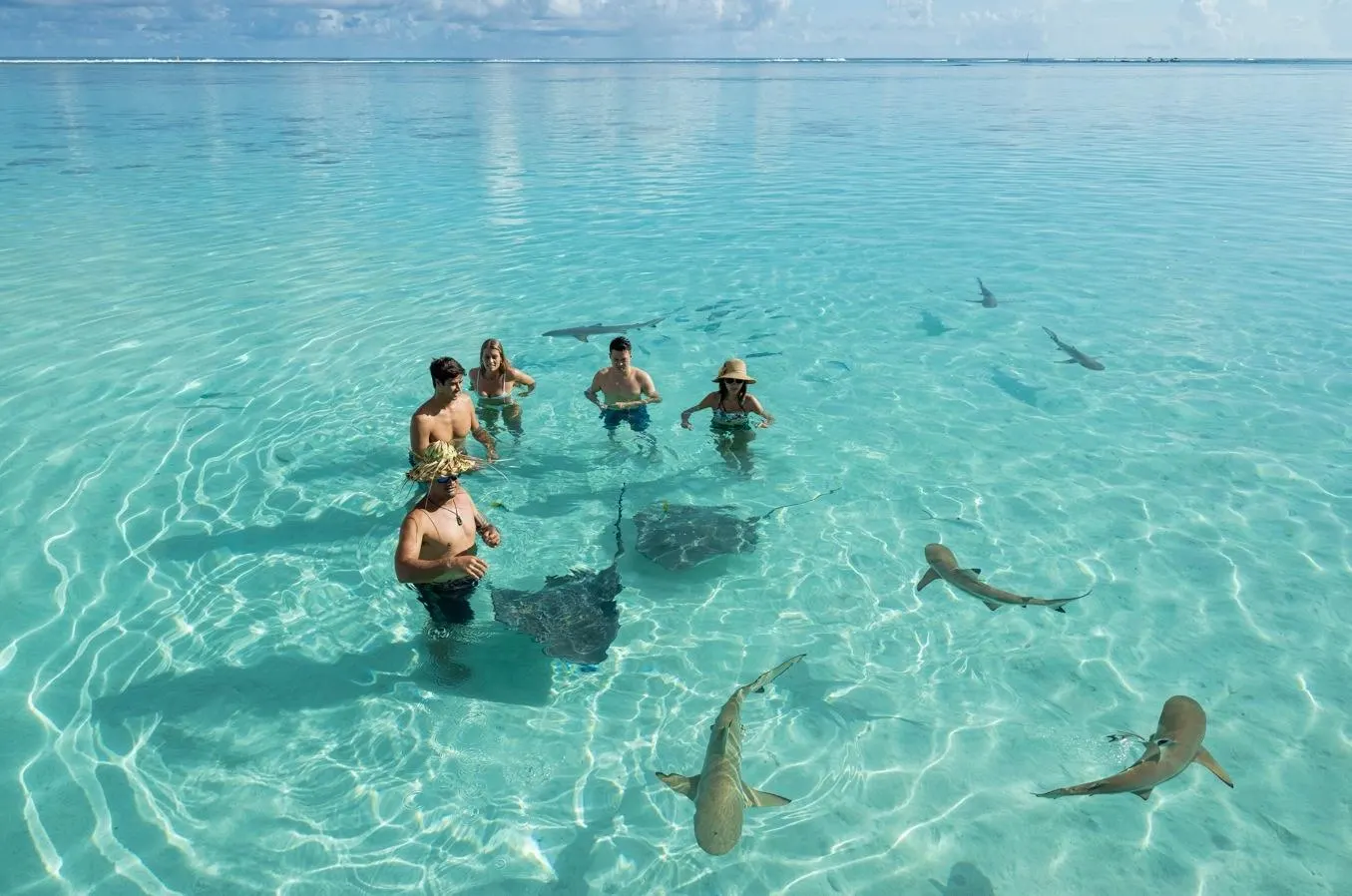 Snorkellers at the sandbank with stingrays and reef sharks around
