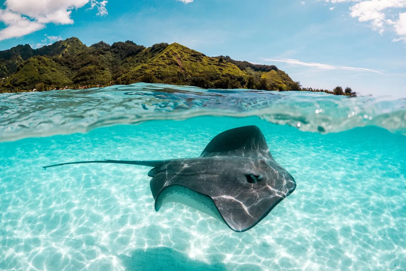 A stingray gliding over white sand in the lagoon