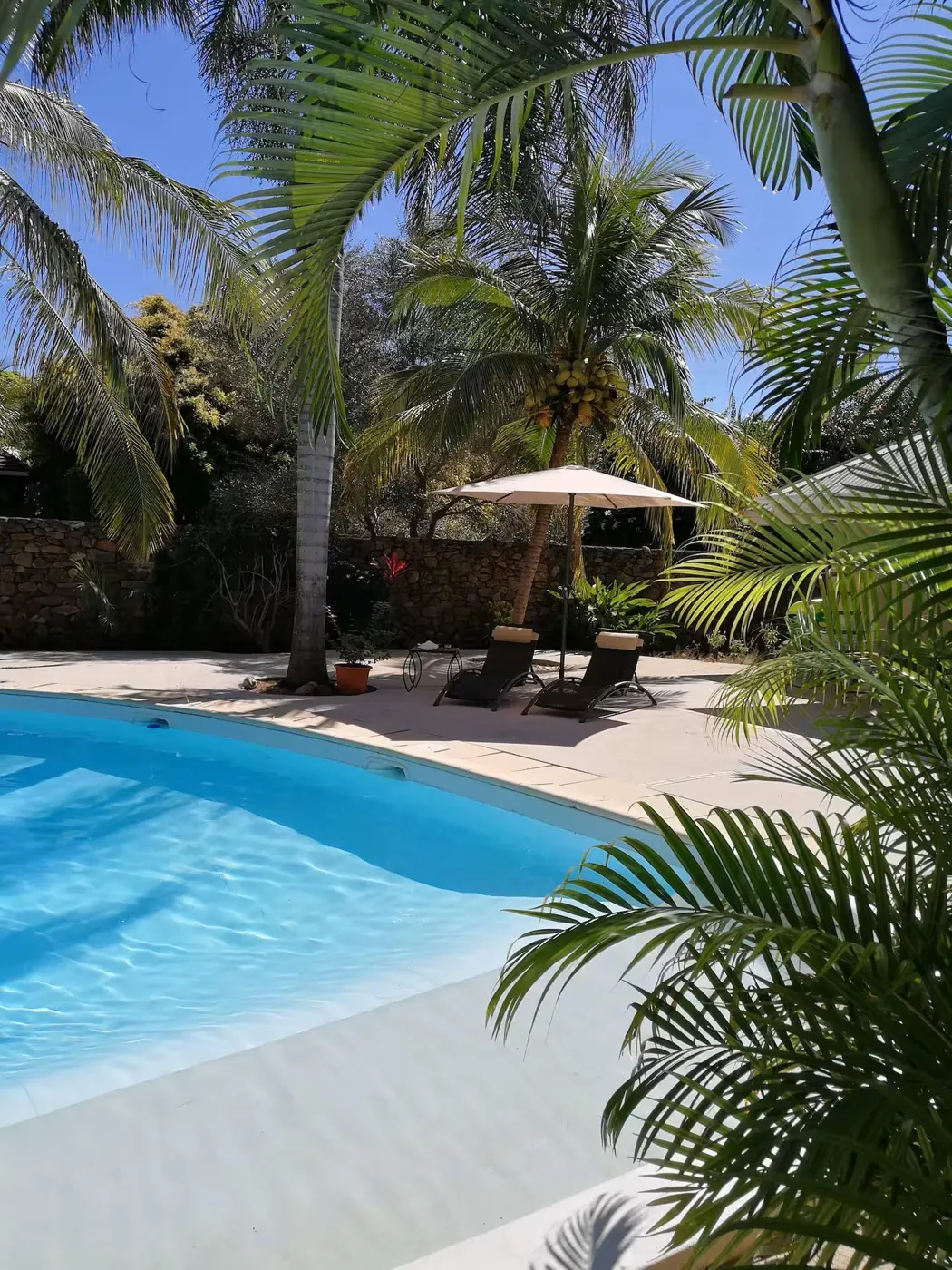 The villa pool between palm trees