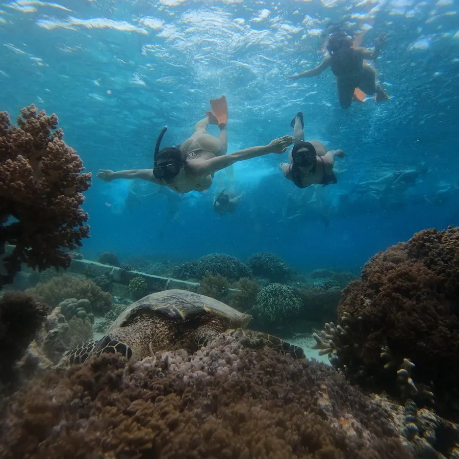 Snorkelling over coral, with a turtle resting below