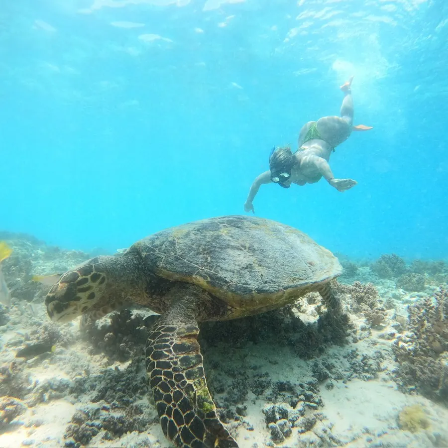 A sea turtle on the reef, watched from a respectful distance