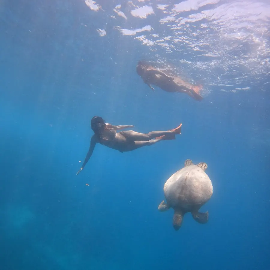 Snorkelling above a sea turtle, keeping a respectful distance